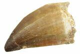 Fossil Mosasaur (Thalassotitan) Tooth - Morocco #364060-1